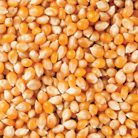 Popcorn Kernels Organic